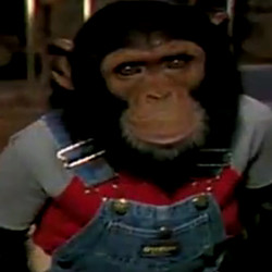 Michael Jackson&#039;s chimpanzee &#039;beaten&#039; in his care, according to expert
