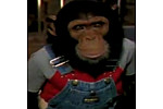 Michael Jackson&#039;s chimpanzee &#039;beaten&#039; in his care, according to expert - Jane Goodall, the world&#039;s leading chimpanzee expert, has claimed that Michael Jackson&#039;s pet monkey &hellip;